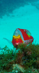 Parrotfish