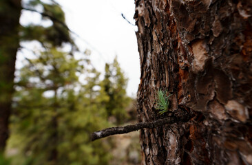 tree sapling in the woods