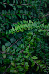 Green leaves in the forest