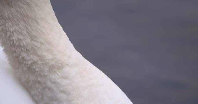 White swan close up head and neck feathers bulbous basal knob preening