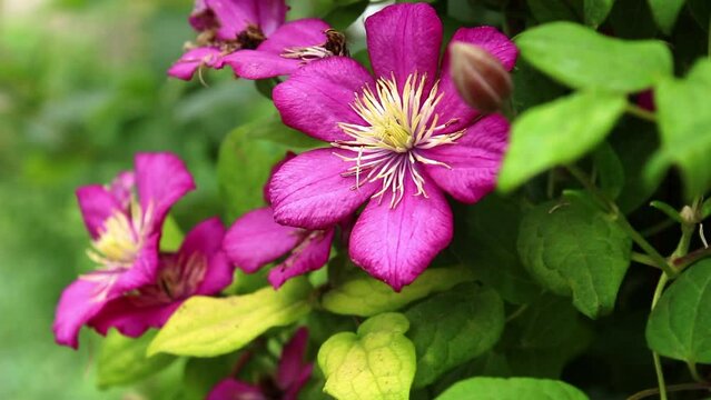 Close-up of beautiful pink flowers of clematis over a green background. Pink clematis flowers in the garden
