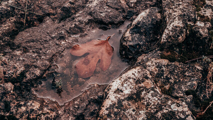 foglia nella pozzanghera