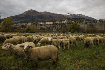 sheep in the mountains