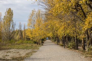The way inside yellow trees
