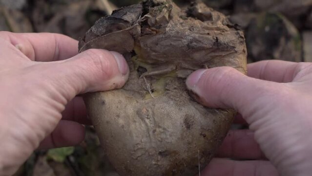 Rotten Vegetables. Spoiled Rotten Potatoes In Mans Hand