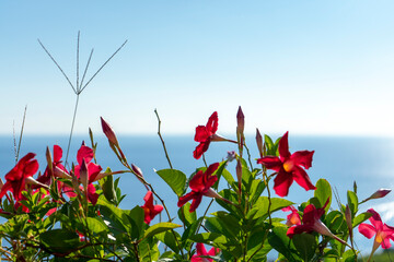 Flowers against sea and sky