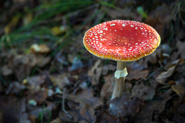 Amanita Muscaria fungo