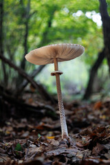 Mazza di Tamburo fungo