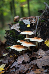 Funghi del sottobosco