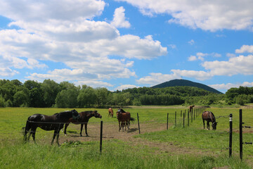 Plakat Horses in the field.