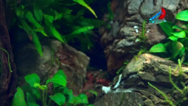 One neon tetra fish in tropical aquascape. Planted aquarium with Frodo stones. 4k footage