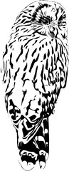 Ural owl, Strix uralensis, illustration for T-shirt, clothes, tattoo, logo.