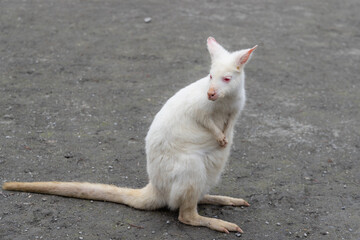 Kangaroo with albinism at zoo park