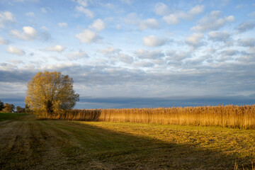 Field of reed in natural preserve