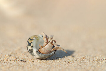 Hermit crab (Paguroidea) in a shell on a sandy the beach.