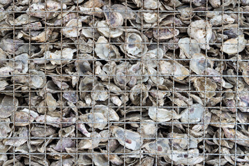 Abandoned oyster shells piled up