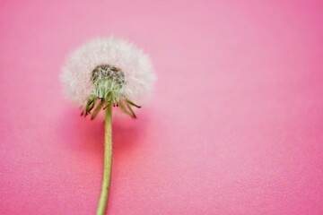 Fluffy dandelion flower on vivid pink table