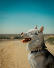 Husky