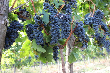 Beautiful grapes in the French Bordeaux. The grapes are almost harvested. - obrazy, fototapety, plakaty