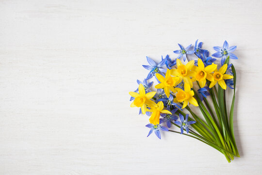 Bouquet of spring yellow daffodils and blue scilla flowers on a white wooden background, space for congratulation text.