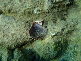 Seashell of bivalve mollusc variegated scallop (Mimachlamys varia) undersea, Aegean Sea, Greece, Halkidiki © Alexey