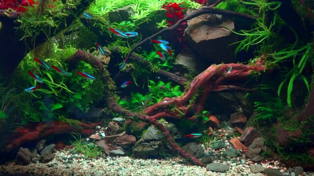 School of neon tetra fish in tropical aquascape. Planted aquarium with big branched roots and Frodo stones. 4k footage