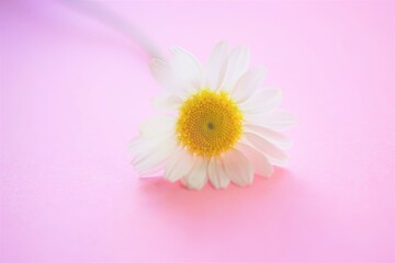 White chamomile on a vivid pink table