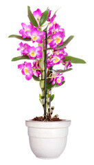 Naklejka na ściany i meble Potted pink Dendrobium orchid, transparent background