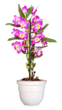 Potted pink Dendrobium orchid, transparent background
