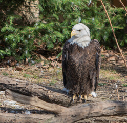 American Bald Eagle