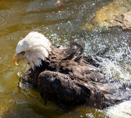 eagle in water