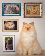 Fluffy blue-eyed cat sitting in front of a gallery with photos of other cats