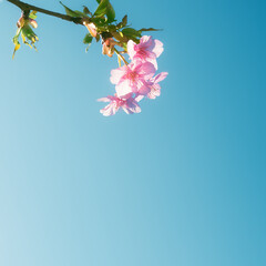 青空を背景に咲く満開の桜の花と緑の葉 - 春･日本のイメージ - 河津桜
