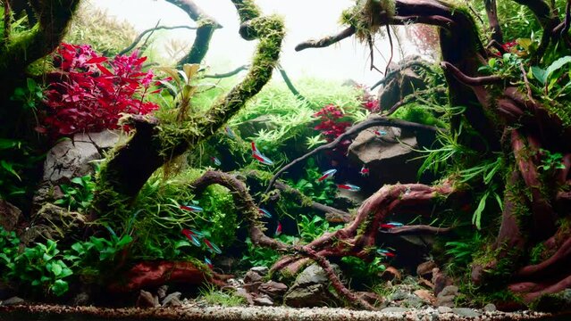 School of neon tetra fish and puffer fish in tropical aquascape. Planted aquarium with big branched roots and Frodo stones. 4k footage