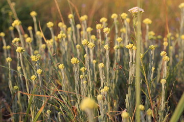 yellow wildflowers. Field in summer. Wild boars in the garden. A field of yellow flowers