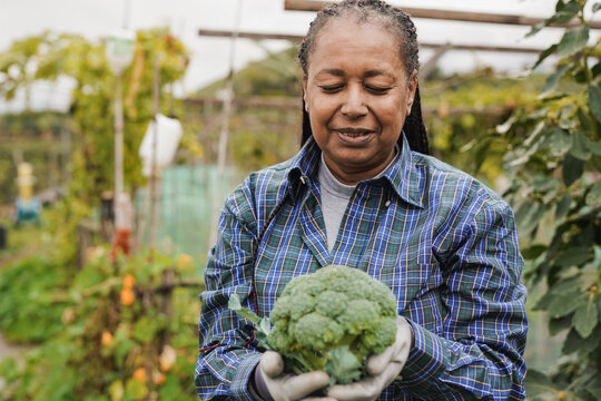 Happy african senior woman holding fresh broccoli in the garden - Agriculture and harvest concept