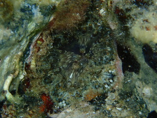 Natural surrealism or psychedelic art. Accidental shot of Daisy anemone (Cereus pedunculatus) out of focus close-up undersea, Aegean Sea, Greece, Halkidiki