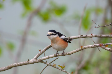 bird looking around  in woodland, Masked Shrike, Lanius nubicus