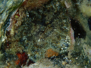 Natural surrealism or psychedelic art. Accidental shot of Daisy anemone (Cereus pedunculatus) out of focus close-up undersea, Aegean Sea, Greece, Halkidiki