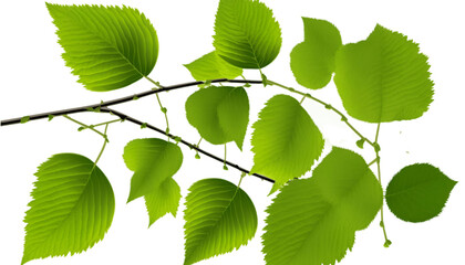 green leaves isolated on transparent background