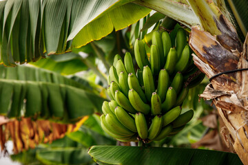Banana tree with bunch of growing green bananas, plantation rain-forest background. - obrazy, fototapety, plakaty