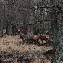 Close up shot of a group of deer with antlers in Dyrehavn close to Copenhagen, Denmark