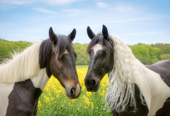 Two horses standing face to face, warmblood baroque type, barock pinto black-and-white tobiano patterned, a two-year old filly and its mother, head portrait in a yellow flowering field of rapeseed 