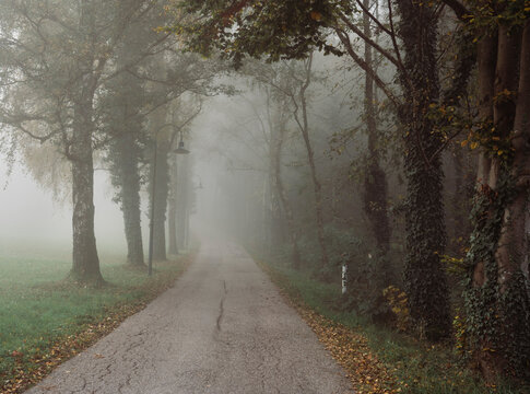 Misty street along dark autumn park in overcast weather