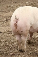 Fototapeta premium cochon