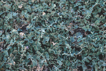 green moss background