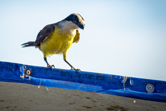 Bird called in Brazil: "bem te vi", scientific name: Pitangus sulphuratus, photographed in a blue awning