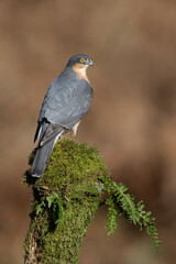 Wild male adult Sparrowhawk (Accipiter nisus) against a mottled diffused orange background in a Scottish forest - 577468246