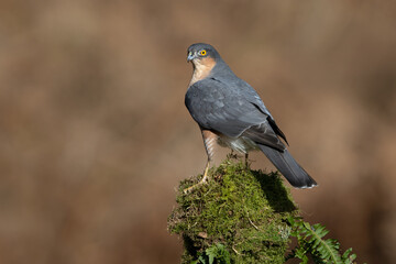 Wild male adult Sparrowhawk (Accipiter nisus) against a mottled diffused orange background in a Scottish forest - 577468248