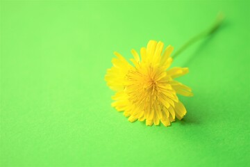 Lovely yellow flower on the green table, copy space
